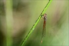 Ceriagrion délicat ♀