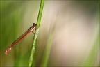 Ceriagrion délicat