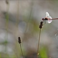 Sympetrum de fonscolombe