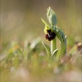 Ophrys de mars 21-03-08 012