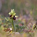 Ophrys de mars 21-03-08 019