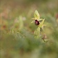 Ophrys de mars 21-03-08 033
