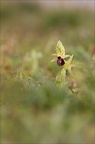 Ophrys de mars 21-03-08 033