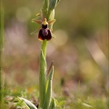 Ophrys de mars 21-03-08 030