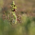Ophrys de mars 21-03-13 039