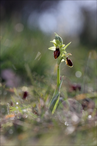 Ophrys de mars_21-03-13_056.jpg