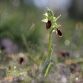 Ophrys de mars_21-03-13_056.jpg
