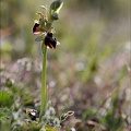Ophrys de mars_21-03-13_068.jpg