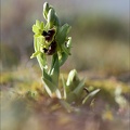Ophrys de mars 21-03-18 032