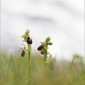 Ophrys de mars 21-03-19 053