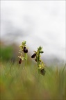 Ophrys de mars 21-03-19 050