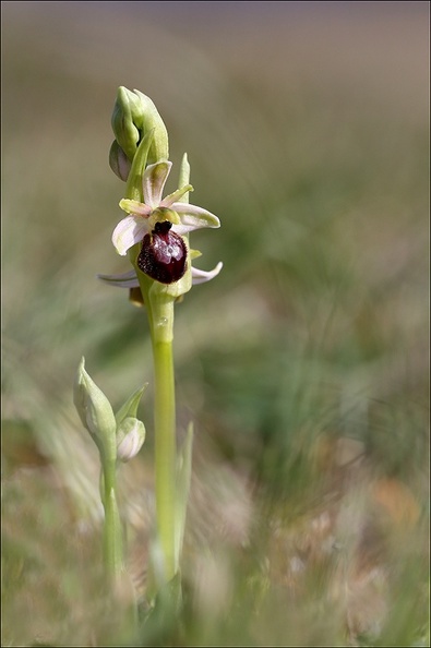 Ophrys de mars_21-03-18_044.jpg