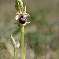 Ophrys de mars 21-03-18 044