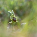 Ophrys sphegodes 21-03-27 015