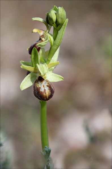 Ophrys de mars_21-03-23_028.jpg