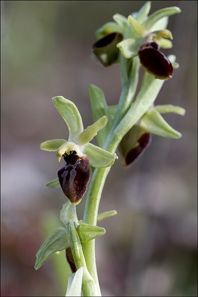 Ophrys de mars_21-03-23_030.jpg
