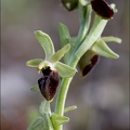Ophrys de mars 21-03-23 030