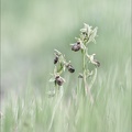 Ophrys de mars_21-03-23_009.jpg