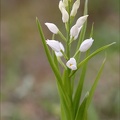 Céphalentère longifolia 21-03-30 003