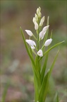 Céphalentère longifolia 21-03-30 003