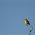 Serin cini