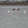 Flamants roses
