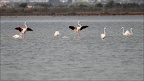 Flamants roses