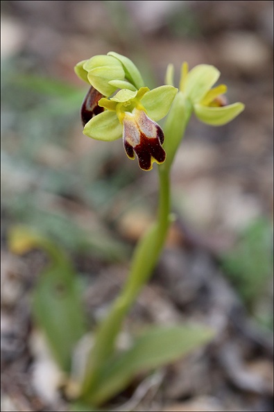 Ophrys binulata_02-04-21_003.jpg