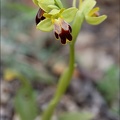 Ophrys binulata 02-04-21 003