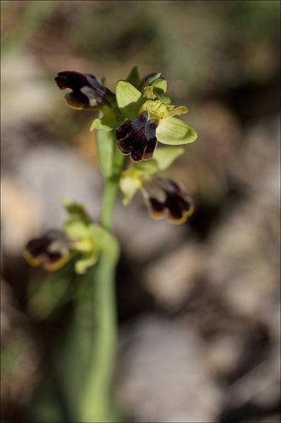 Ophrys binulata_03-04-21_016.jpg