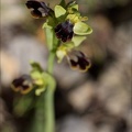 Ophrys binulata 03-04-21 016
