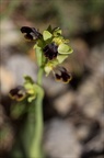 Ophrys binulata 03-04-21 016