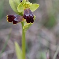 Ophrys binulata 31-03-21 001
