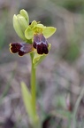 Ophrys binulata 31-03-21 001