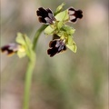 Ophrys binulata 31-03-21 009