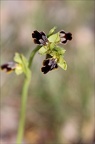 Ophrys binulata 31-03-21 009