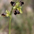 Ophrys binulata 31-03-21 012