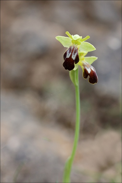 Ophrys lupercalis_02-04-21_043.jpg