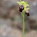 Ophrys lupercalis_02-04-21_043.jpg