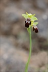 Ophrys lupercalis 02-04-21 043