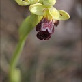 Ophrys lupercalis 02-04-21 051