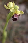 Ophrys lupercalis 02-04-21 051