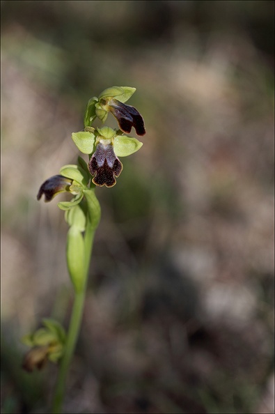 Ophrys lupercalis_28-03-21_010.jpg