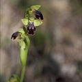 Ophrys binulata