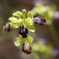 Ophrys lupercalis_29-03-21_021.jpg