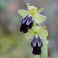 Ophrys lupercalis 30-03-21 027