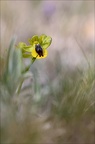 Ophrys lutea 01-04-21 023