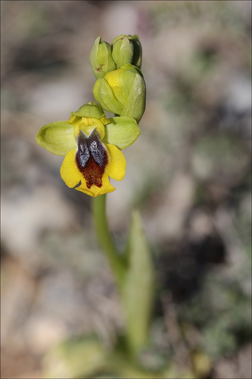 Ophrys lutea 28-03-21 001