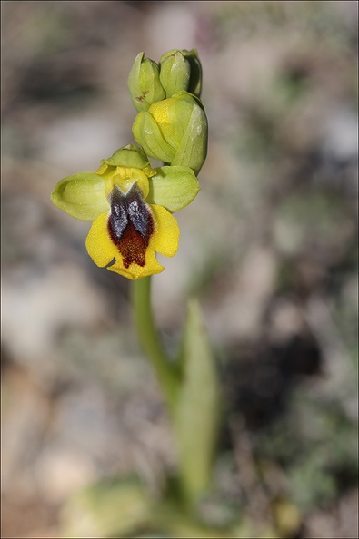 Ophrys lutea_28-03-21_001.jpg