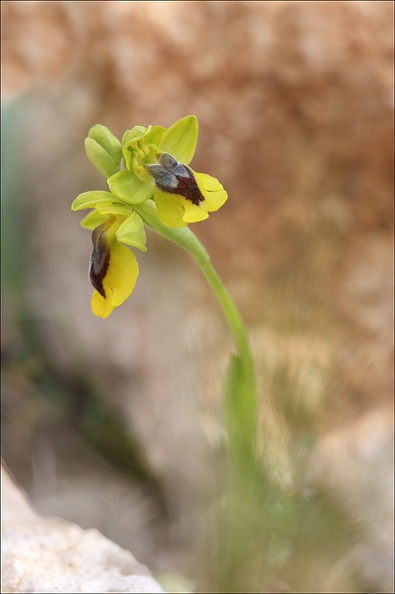 Ophrys lutea_31-03-21_011.jpg